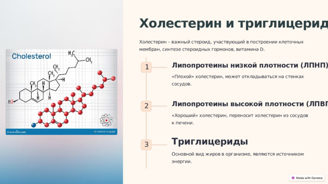  Холестерин и триглицериды Холестерин – важный стероид, участвующий в построении клеточных мембран, синтезе стероидных гормонов, витамина D. Липопротеины низкой плотности (ЛПНП) 1 «Плохой» холестерин, может откладываться на стенках сосудов. Липопротеины высокой плотности (ЛПВП) 2 «Хороший» холестерин, переносит холестерин из сосудов к печени. Триглицериды 3 Основной вид жиров в организме, являются источником энергии. 