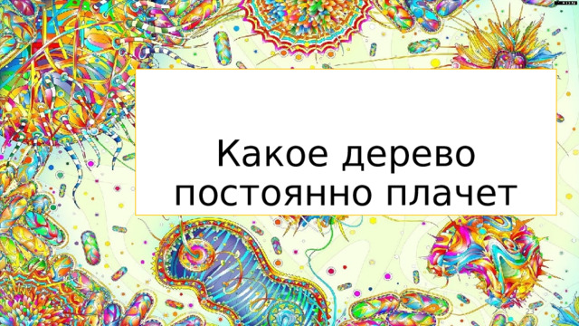 Какое дерево постоянно плачет  