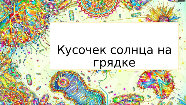 Кусочек солнца на грядке  