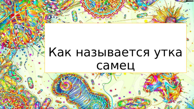Как называется утка самец  
