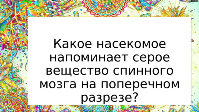 Какое насекомое напоминает серое вещество спинного мозга на поперечном разрезе?  