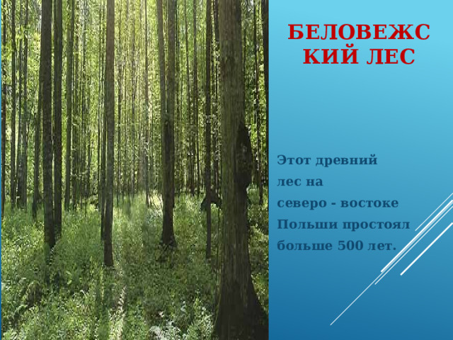 Беловежский лес Этот древний лес на северо - востоке Польши простоял больше 500 лет. 