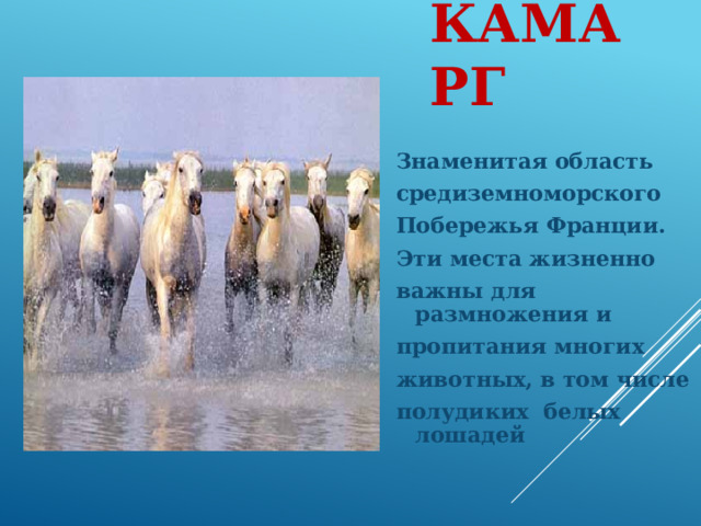 Камарг Знаменитая область средиземноморского Побережья Франции. Эти места жизненно важны для размножения и пропитания многих животных, в том числе полудиких белых лошадей 