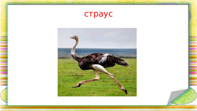 страус 
