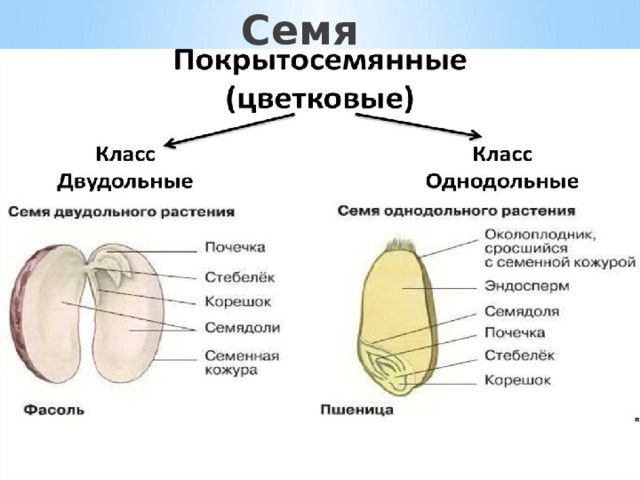 Семя  