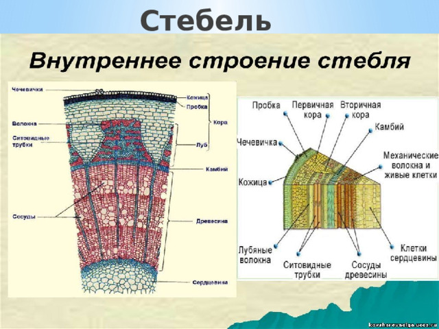 Стебель  