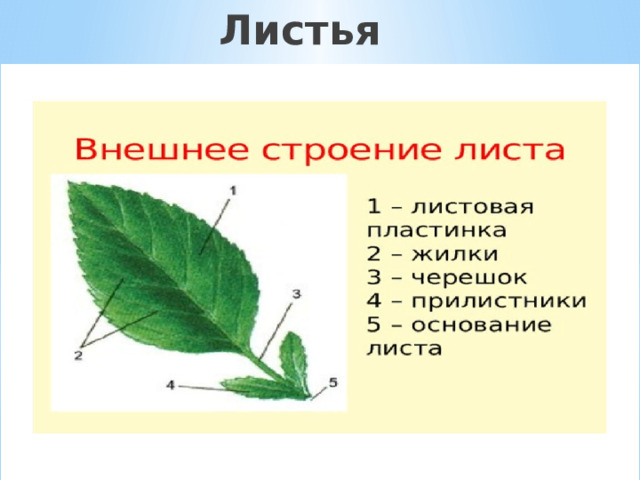 Листья  
