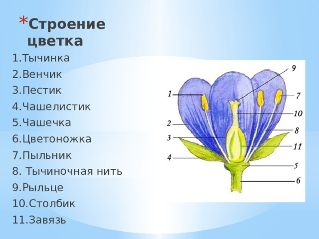 Строение цветка 1.Тычинка 2.Венчик 3.Пестик 4.Чашелистик 5.Чашечка 6.Цветоножка 7.Пыльник 8. Тычиночная нить 9.Рыльце 10.Столбик 11.Завязь 