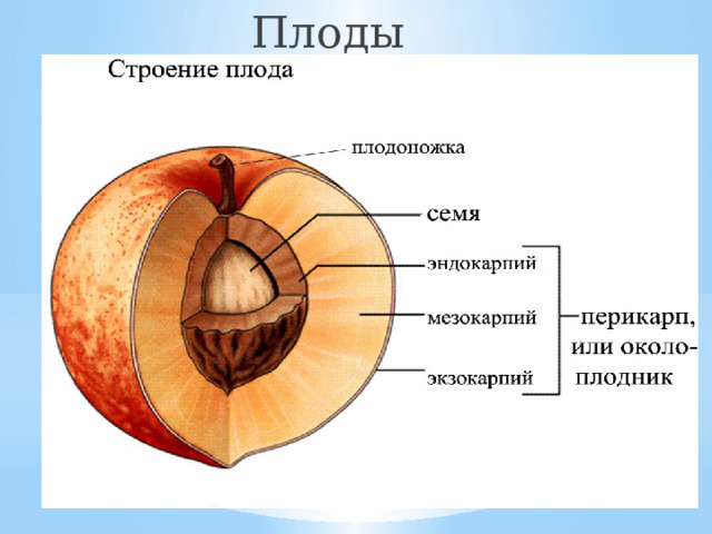 Плоды 