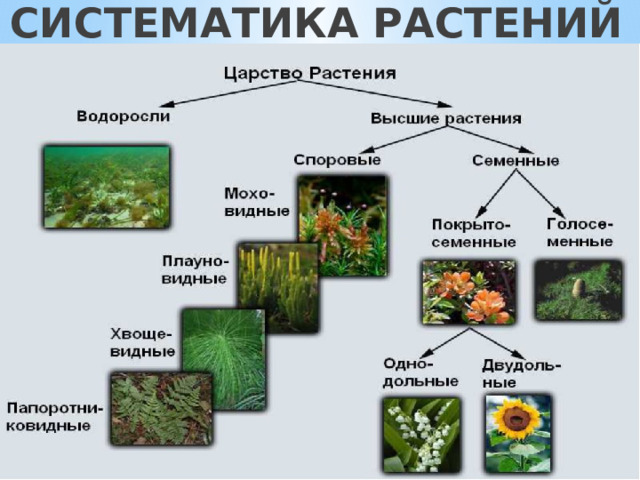 СИСТЕМАТИКА РАСТЕНИЙ 