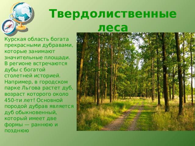 Твердолиственные леса Курская область богата прекрасными дубравами, которые занимают значительные площади. В регионе встречаются дубы с богатой столетней историей. Например, в городском парке Льгова растет дуб, возраст которого около 450-ти лет! Основной породой дубрав является дуб обыкновенный, который имеет две формы — раннюю и позднюю  