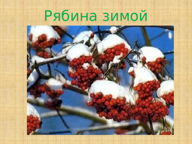 Рябина зимой 