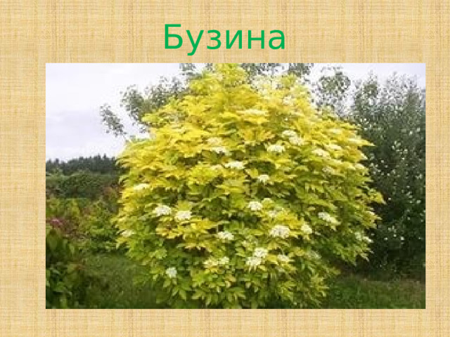 Бузина 