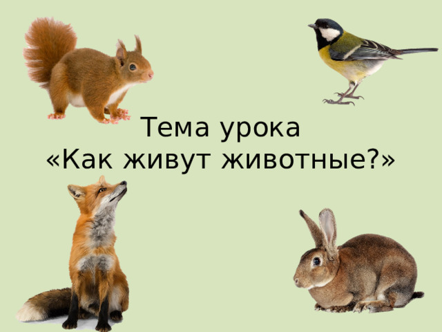 Тема урока  «Как живут животные?» 