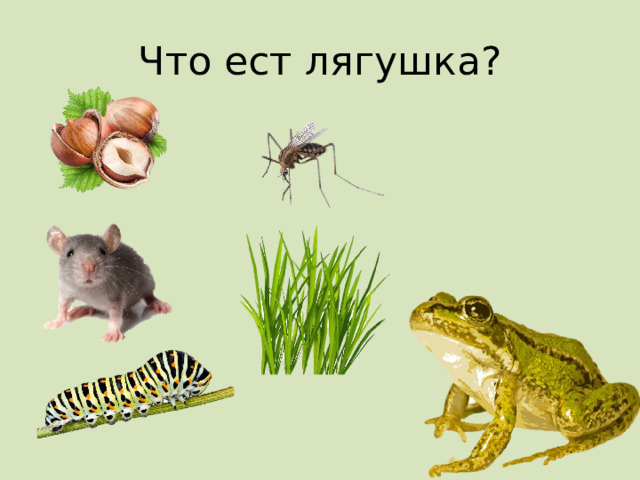 Что ест лягушка? 