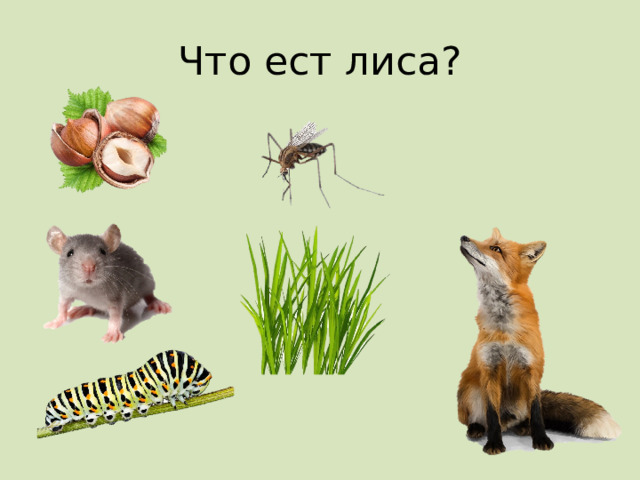 Что ест лиса? 