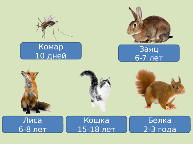 Комар 10 дней Заяц 6-7 лет Лиса Кошка Белка 6-8 лет 15-18 лет 2-3 года 