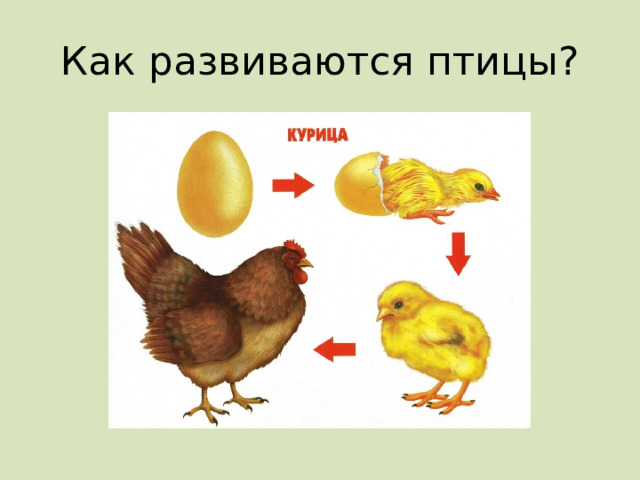 Как развиваются птицы? 