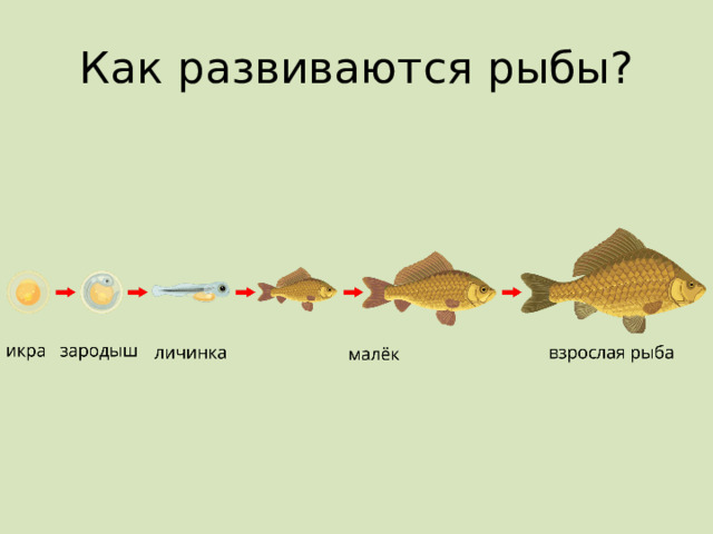 Как развиваются рыбы? 