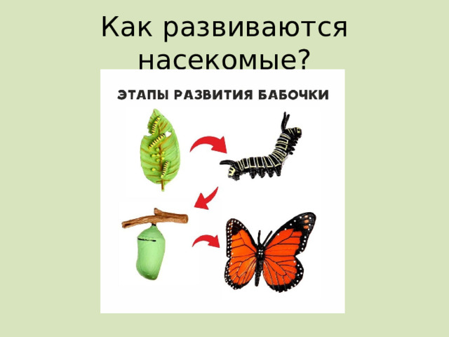 Как развиваются насекомые? 