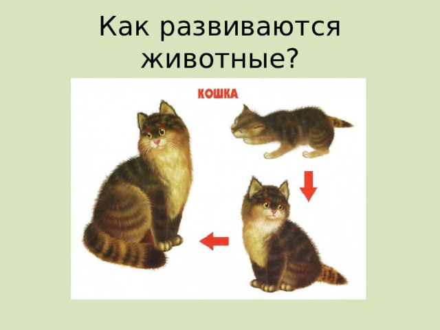 Как развиваются животные? 