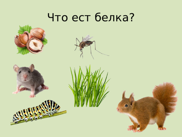 Что ест белка? 
