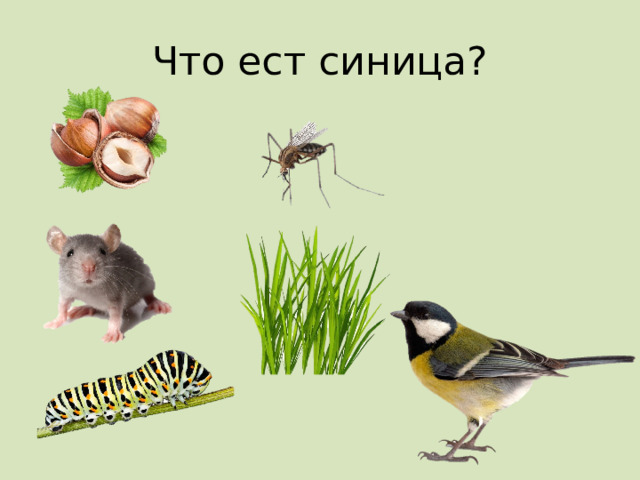 Что ест синица? 