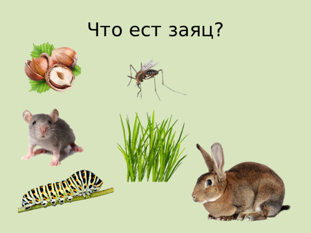 Что ест заяц? 