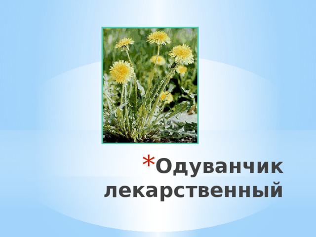 Одуванчик лекарственный 