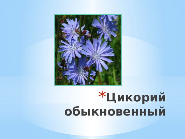 Цикорий обыкновенный 