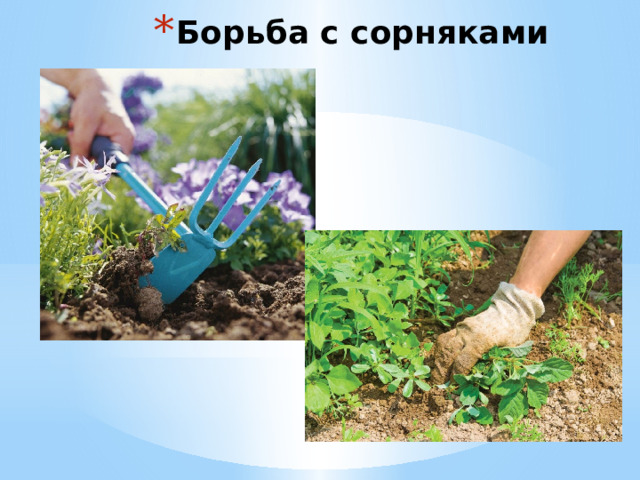 Борьба с сорняками 