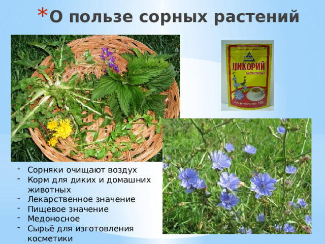 О пользе сорных растений Сорняки очищают воздух Корм для диких и домашних животных Лекарственное значение Пищевое значение Медоносное Сырьё для изготовления косметики  