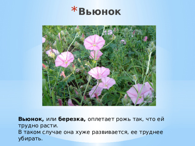 Вьюнок Вьюнок,  или  березка,  оплетает рожь так, что ей трудно расти. В таком случае она хуже развивается, ее труднее убирать. 