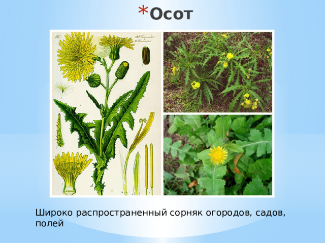 Осот Широко распространенный сорняк огородов, садов, полей 