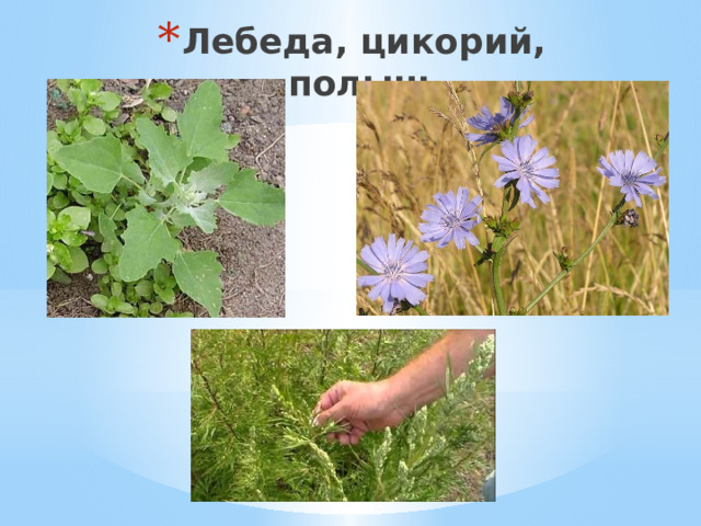 Лебеда, цикорий, полынь 