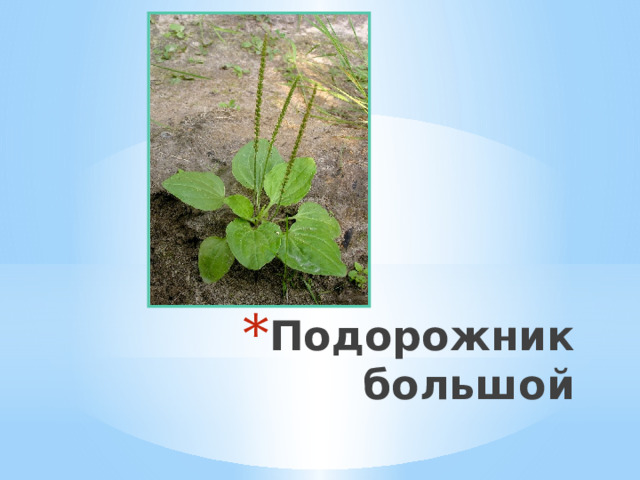 Подорожник большой 