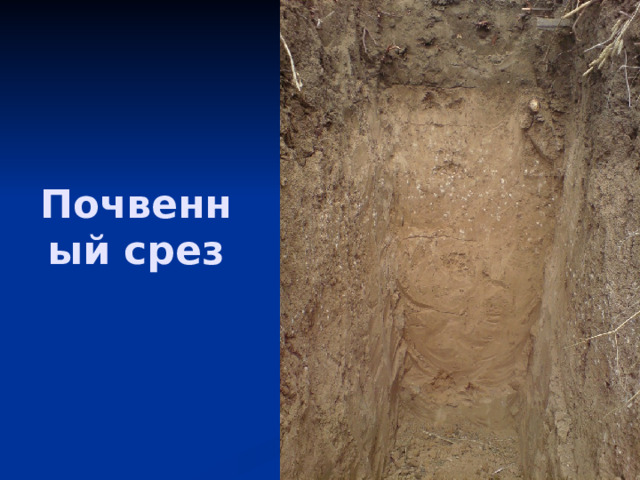 Почвенный срез 