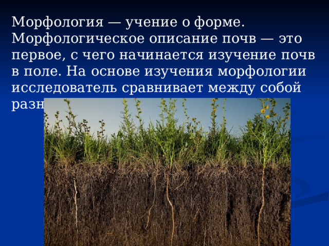 Морфология — учение о форме. Морфологическое описание почв — это первое, с чего начинается изучение почв в поле. На основе изучения морфо­логии исследователь сравнивает между собой разные почвы и систематизирует их. 