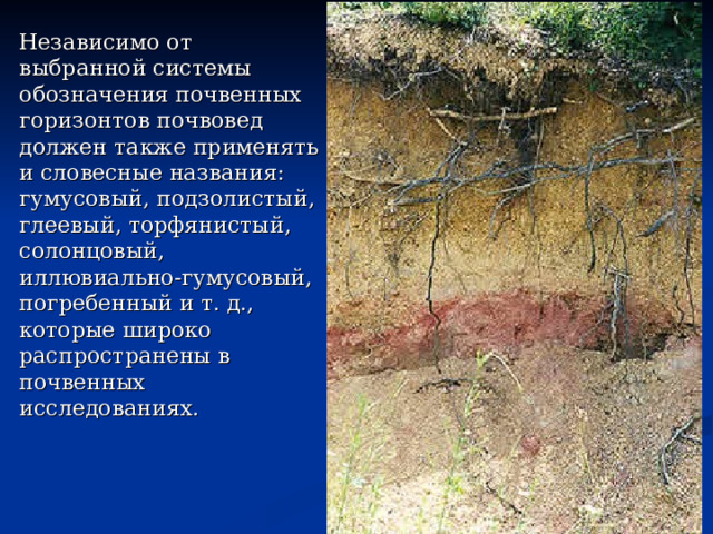 Независимо от выбранной системы обозначения почвенных горизонтов почвовед должен также применять и словесные названия: гумусовый, подзолистый, глеевый, торфянистый, солонцовый, иллювиально-гумусовый, погребенный и т. д., которые широко распространены в почвенных исследованиях. 