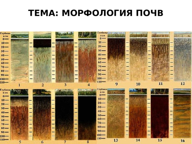 ТЕМА: МОРФОЛОГИЯ ПОЧВ    