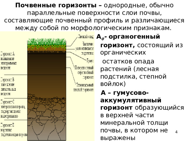  Почвенные горизонты – однородные, обычно параллельные поверхности слои почвы, составляющие почвенный профиль и различающиеся между собой по морфологическим признакам. А 0 - органогенный горизонт, состоящий из органических  остатков опада растений (лесная подстилка, степной войлок)  А – гумусово-аккумулятивный горизонт образующийся в верхней части минеральной толщи почвы, в котором не выражены морфологически процессы разрушения и выщелачивания минеральных веществ  