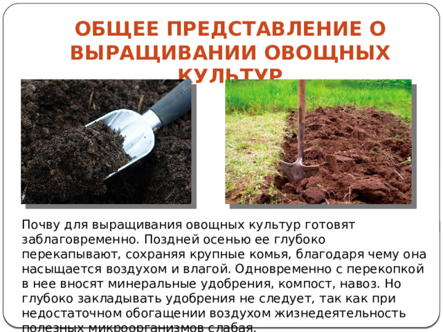 Общее представление о выращивании овощных культур Почву для выращивания овощных культур готовят заблаговременно. Поздней осенью ее глубоко перекапывают, сохраняя крупные комья, благодаря чему она насыщается воздухом и влагой. Одновременно с перекопкой в нее вносят минеральные удобрения, компост, навоз. Но глубоко закладывать удобрения не следует, так как при недостаточном обогащении воздухом жизнедеятельность полезных микроорганизмов слабая. 