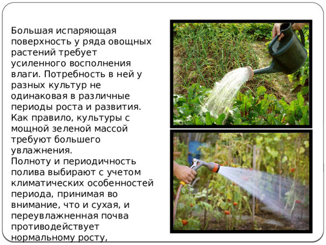 Большая испаряющая поверхность у ряда овощных растений требует усиленного восполнения влаги. Потребность в ней у разных культур не одинаковая в раз­личные периоды роста и развития. Как правило, культуры с мощной зеленой массой требуют большего увлажнения. Полноту и периодичность полива выбирают с учетом климатических особенностей периода, принимая во внимание, что и сухая, и переувлажненная почва противодействует нормальному росту, корневая система развивается плохо. 