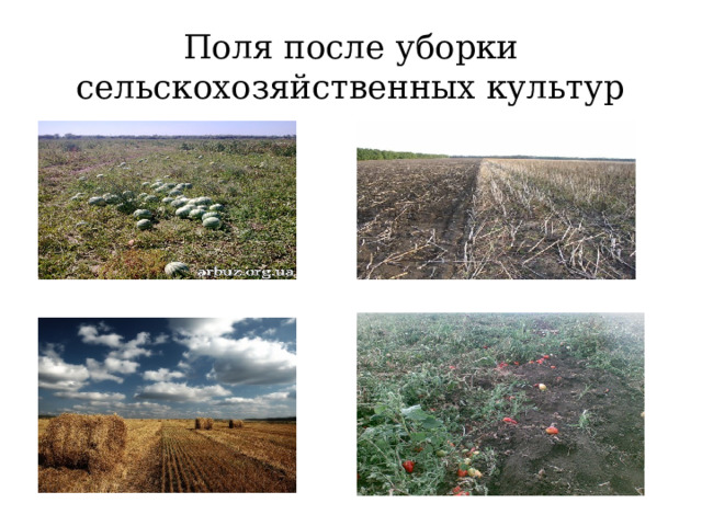 Поля после уборки сельскохозяйственных культур 