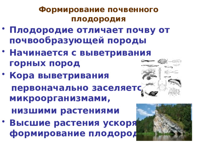 Формирование почвенного плодородия   Плодородие отличает почву от почвообразующей породы Начинается с выветривания горных пород Кора выветривания  первоначально заселяется микроорганизмами,  низшими растениями Высшие растения ускоряют формирование плодородия 