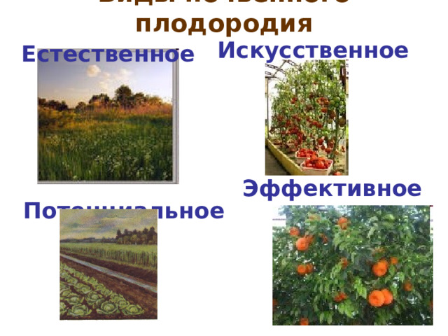 Виды почвенного плодородия   Искусственное Естественное Эффективное Потенциальное 