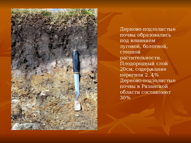 Дерново-подзолистые почвы образовались под влиянием луговой, болотной, степной растительности. Плодородный слой 20см, содержание перегноя 2..4% Дерново-подзолистые почвы в Рязанской области составляют 30% 