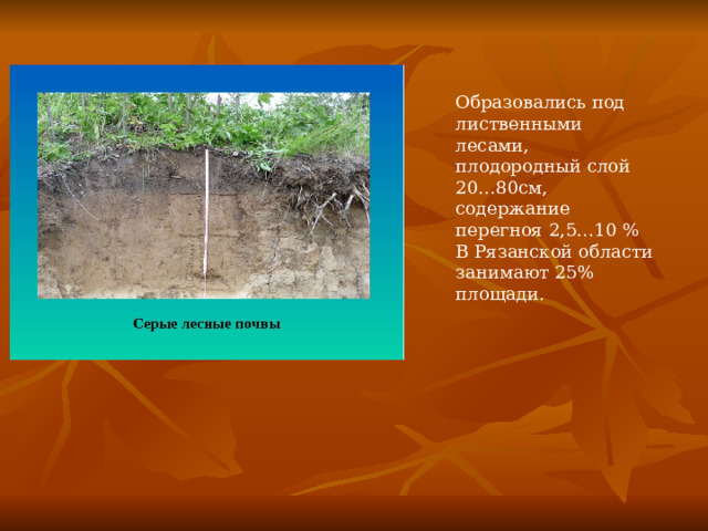 Образовались под лиственными лесами, плодородный слой 20…80см, содержание перегноя 2,5…10 % В Рязанской области занимают 25% площади. 