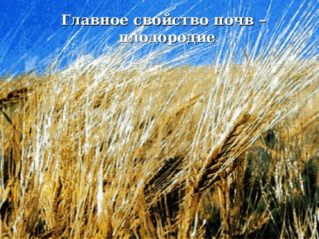 Главное свойство почв – плодородие  