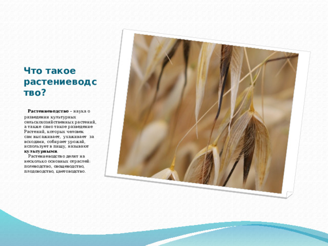 Что такое растениеводство?    Растениеводство – наука о разведении культурных сельскохозяйственных растений, а также само такое разведение Растений, которых человек сам высаживает,  ухаживает  за всходами, собирает урожай, использует в пищу, называют  культурными .    Растениеводство делят на несколько основных отраслей: полеводство, овощеводство, плодоводство, цветоводство. 
